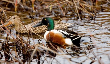 Northern Shoveler Saskatchewan Canada clipart