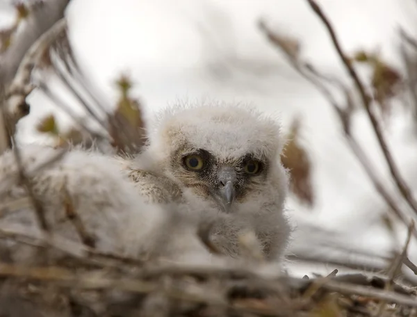 Great Horned Owl Baby Nest — Stockfoto