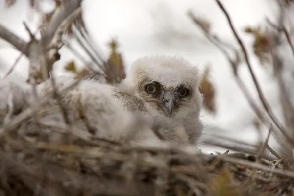 Great horned owl baby's in nest — Stockfoto