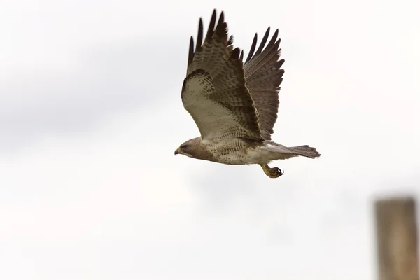 Swainson Hawk Vuelo Saskatchewan Canadá — Foto de Stock