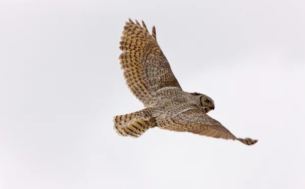 Great Horned Owl in Flight Saskatchewan Canada — Stock Photo, Image