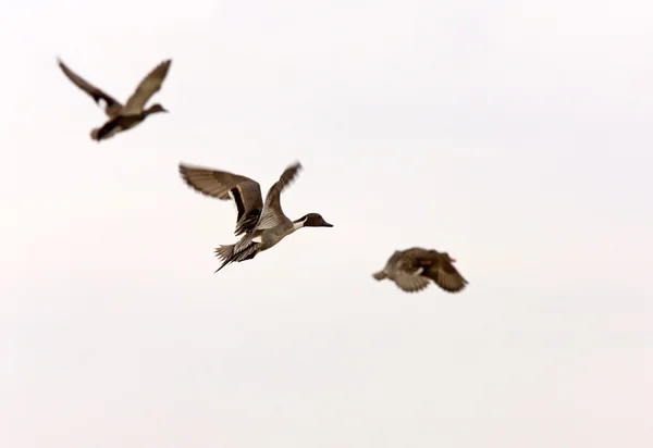 オナガガモ鴨飛行サスカチュワン州カナダ — ストック写真