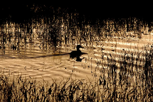 Sillouette of Duck in Pond Sunset Saskatchewan Canadá — Fotografia de Stock