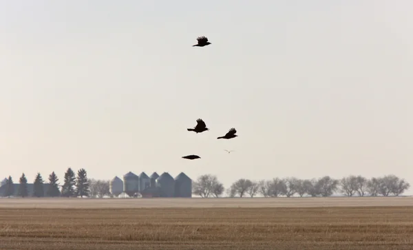 Cuervos Vuelo Saskatchewan Canadá — Foto de Stock