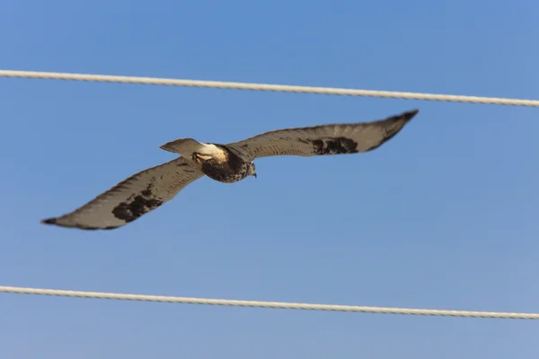 Grova Ben Hawk Flygning — Stockfoto