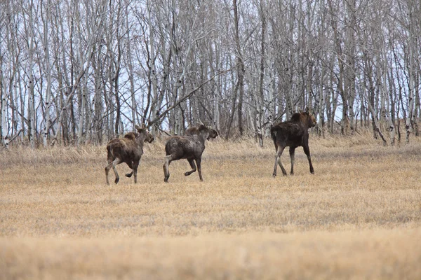 Tehén és 2 borjú jávorszarvas mező saskatchewan Kanadában — Stock Fotó