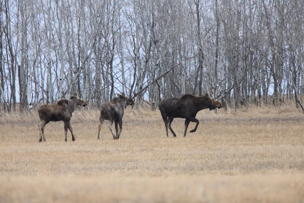 Koe Kalf Moose Veld Saskatchewan Canada — Stockfoto