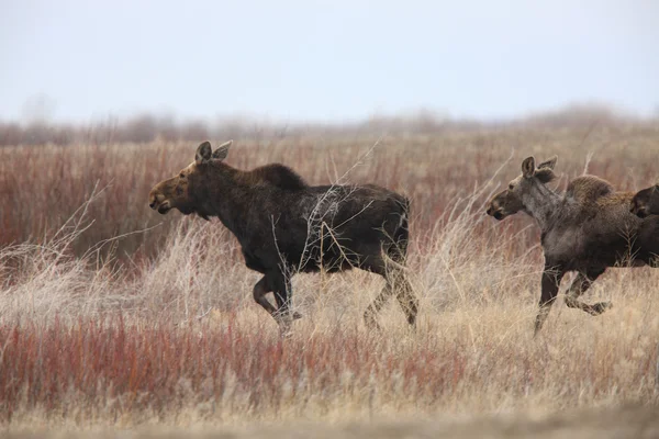 Koe en 2 kalf moose in veld saskatchewan, canada — Stockfoto