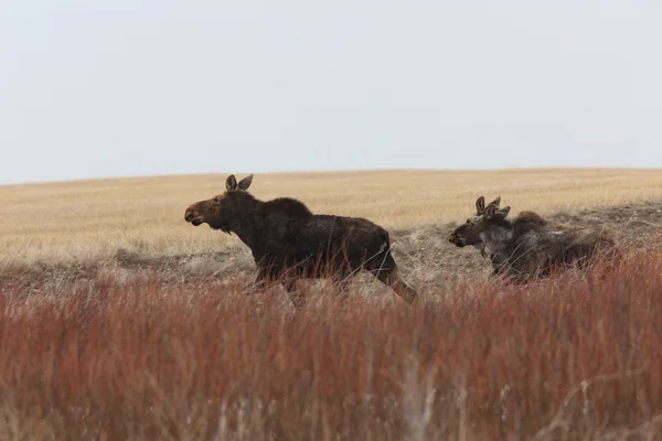 Αγελάδα Και Μοσχάρι Άλκες Στον Καναδά Saskatchewan Πεδίο — Φωτογραφία Αρχείου