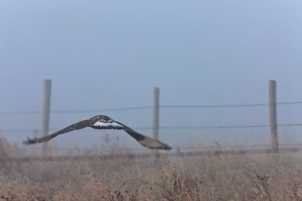 Hawku v letu na mlhavé ráno — Stock fotografie