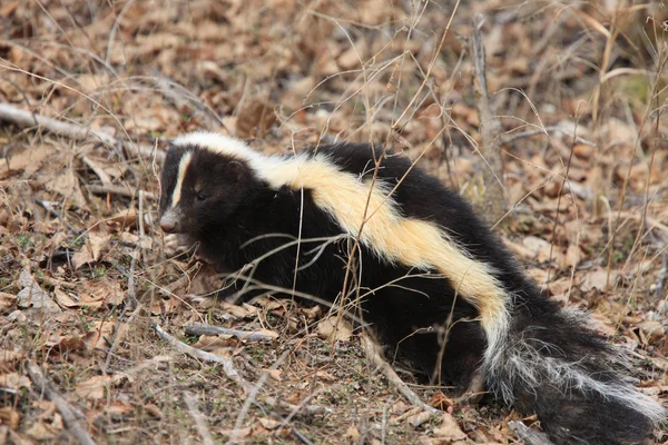 Unga skunk i gräset saskatchewan Kanada — Stockfoto