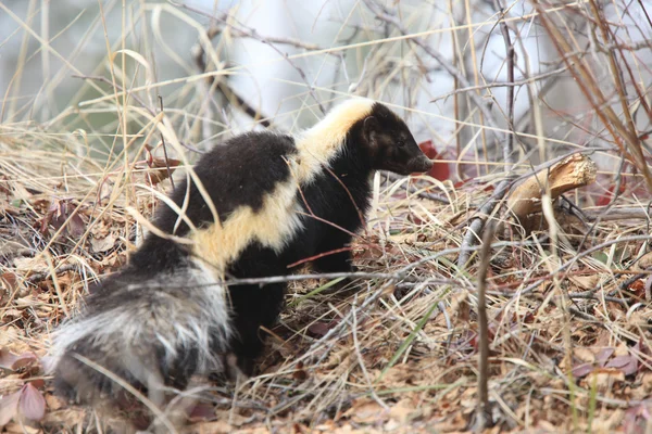Skunk joven en la hierba Saskatchewan Canadá — Foto de Stock