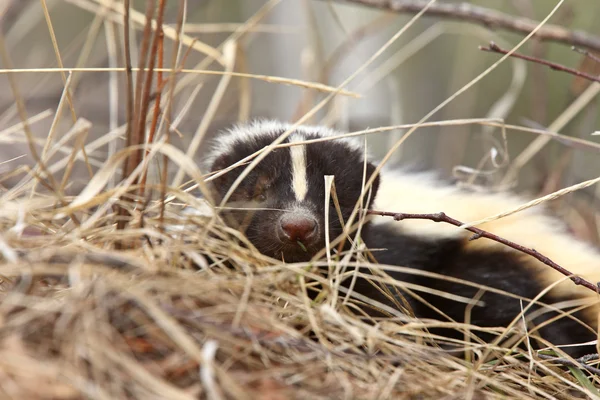 Молодий Skunk Канаді Трава Саскачеван — стокове фото