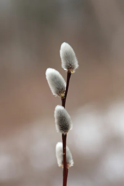 stock image Pussy Willow in Spring