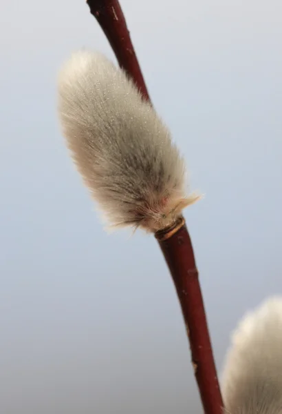 Pussy Willow in Spring — Stock Photo, Image