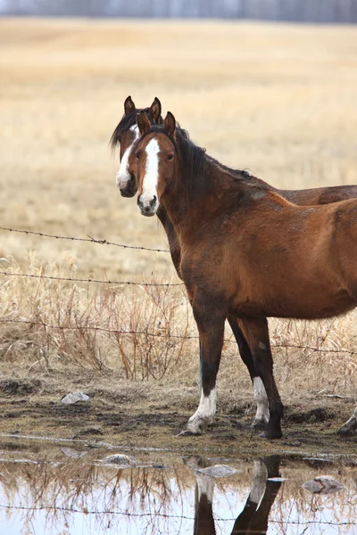 Koně v pastvě Kanada — Stock fotografie