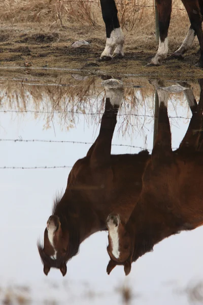 Paarden in grasland canada reflectie — Stockfoto