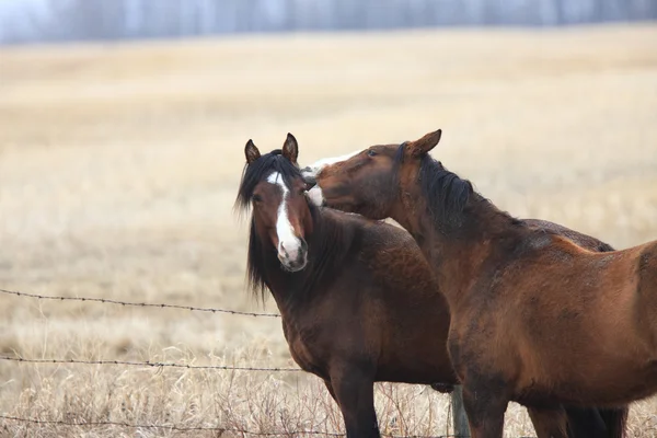 Kanada Içinde Atlar Çayıra — Stok fotoğraf