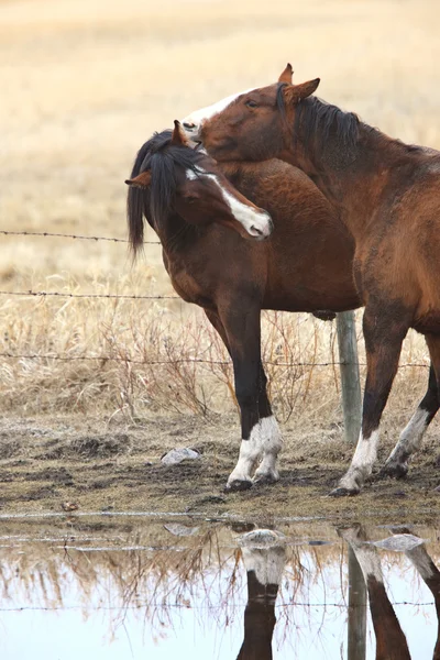 Horses Pasture Canada — Stock Photo, Image