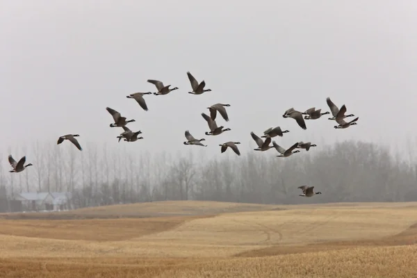 Canada Goose in Flight — Stock Photo, Image