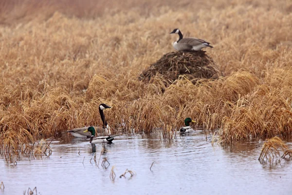 Canada Geese Mallard Ducks Spring — Stock Photo, Image
