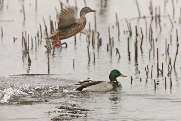 Male and Female Mallard Ducks Canada — Stock Photo, Image