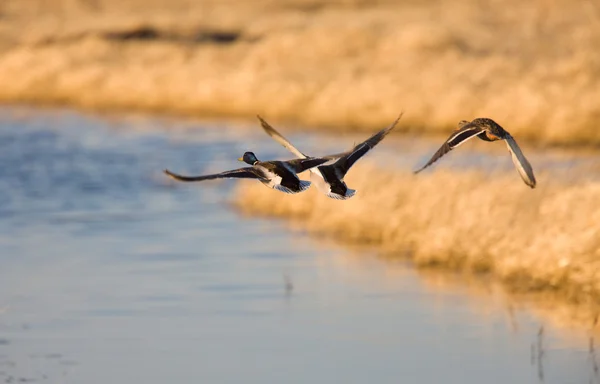 Yeşilbaş Ördekler Uçuş Kanada — Stok fotoğraf