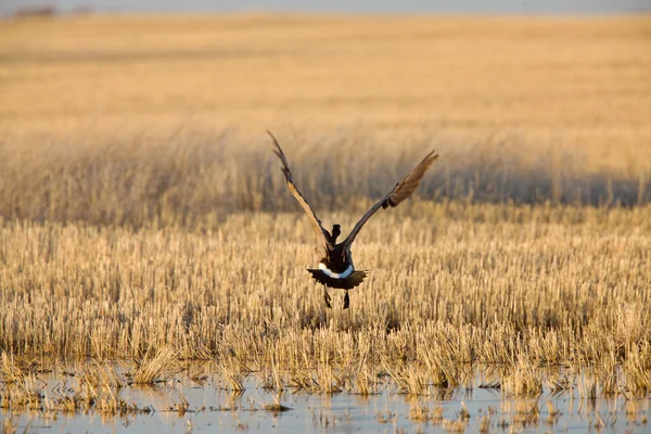 Canada Geese Flight — Stock Photo, Image