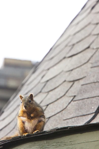 Squirrel on Rooftop Saskatchewan — Stock Photo, Image