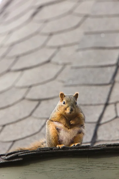 Squirrel Rooftop Saskatchewan — Stock Photo, Image