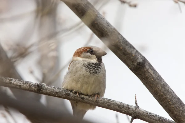 House Sparrow Treee Canada — Stock Photo, Image