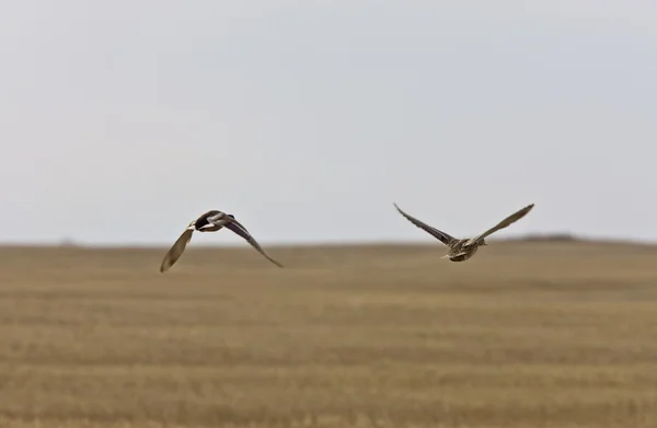 Mallard Ducks Flight Canada — Stock Photo, Image