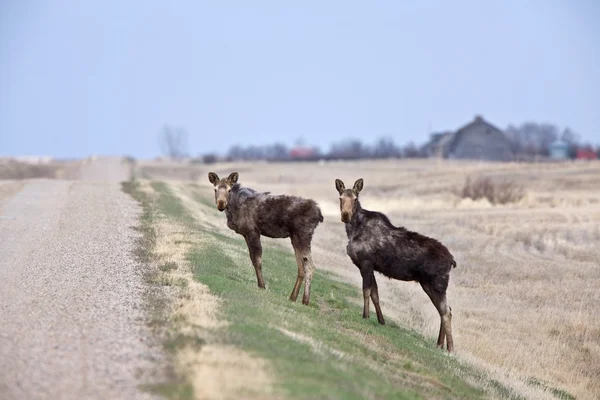 Vaca e Alce de bezerro em Prairie Saskatchewan Canadá — Fotografia de Stock