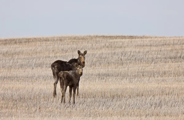 Cow Calf Moose Prairie Saskatchewan Canada — Stock Photo, Image