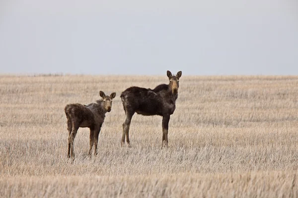 Koe en kalf moose in prairie saskatchewan, canada — Stockfoto