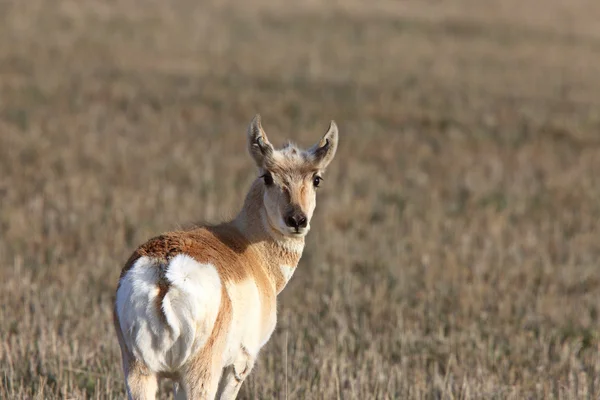 Prairie Antelope Retrato Saskatchewan Canadá —  Fotos de Stock