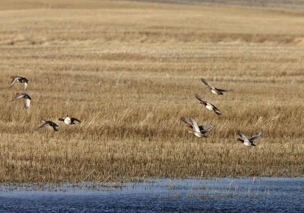 Kızıl saçlı ördekler uçuş — Stok fotoğraf