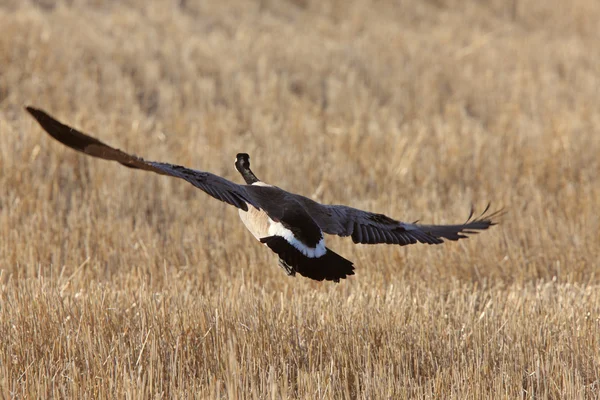 Καναδάς Geese στην πτήση — Φωτογραφία Αρχείου