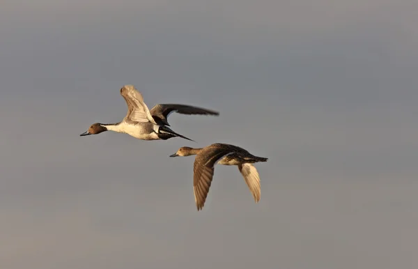 Polák kachny v letu saskatchewan Kanada — Stock fotografie