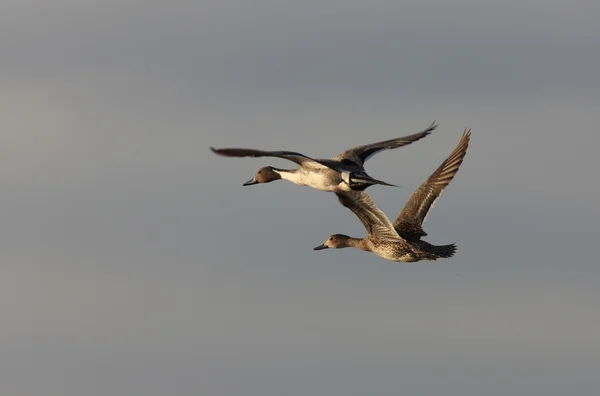 Canvasback Ducks in Flight Saskatchewan Canada — Stock Photo, Image