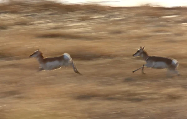 Panned imagem desfocada de Prairie Pronghorn Antelope Correndo Saskatchewan — Fotografia de Stock