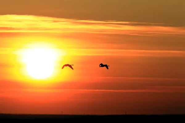 Schwäne im Flug bei Sonnenuntergang saskatchewan — Stockfoto