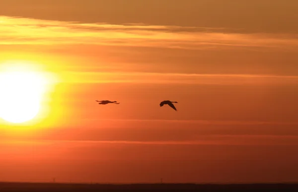 Schwäne Flug Bei Sonnenuntergang Saskatchewan — Stockfoto