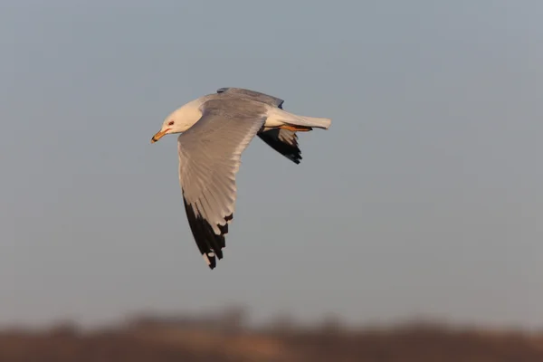 Seagull Vlucht Saskatchewan Canada — Stockfoto
