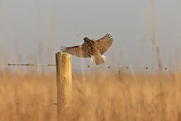 Meadowlark in vlucht saskatchewan, canada — Stockfoto