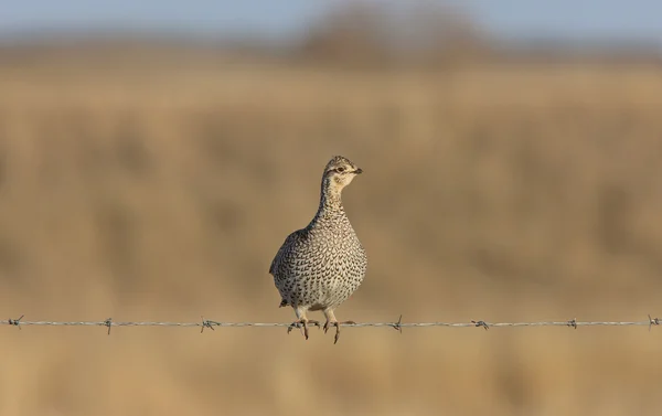 Sharptailed Grouse on Barbed Wire — Stock Photo, Image