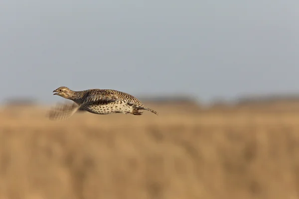 Sharptailed Grouse Flight — Stock Photo, Image