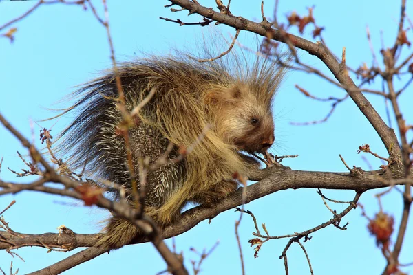 stock image Porcupine in tree Saskatchewan Canada