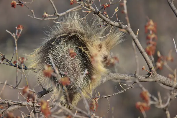 Porcupine Στον Καναδά Saskatchewan Δέντρο — Φωτογραφία Αρχείου