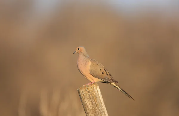 Morning Doves Saskatchewan Canada — Stock Photo, Image